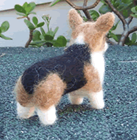 Welsh Pembroke Corgi  soft wool pet